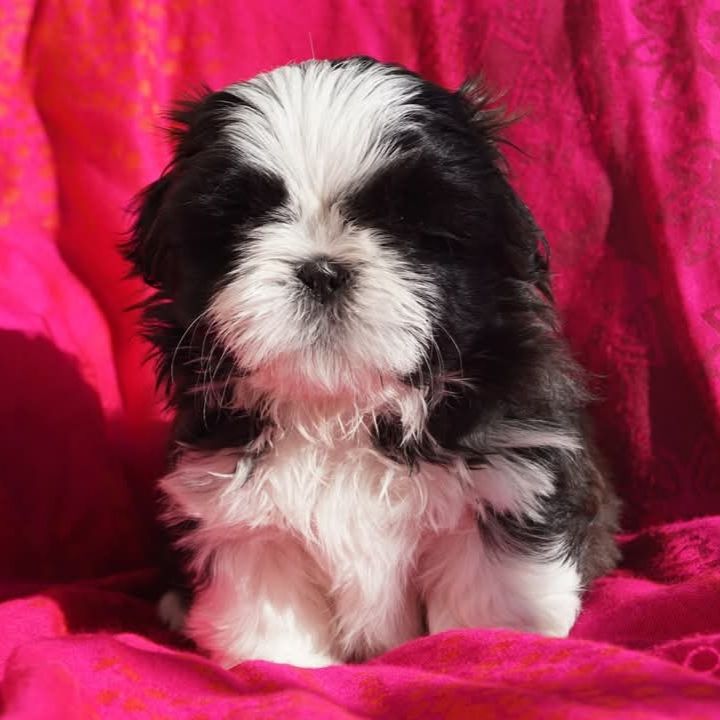 De l'encre de chine - Chiot disponible  - Shih Tzu