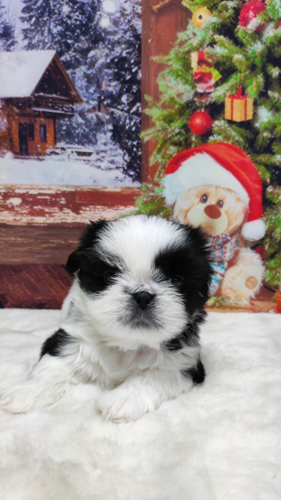 De l'encre de chine - Chiot disponible  - Shih Tzu