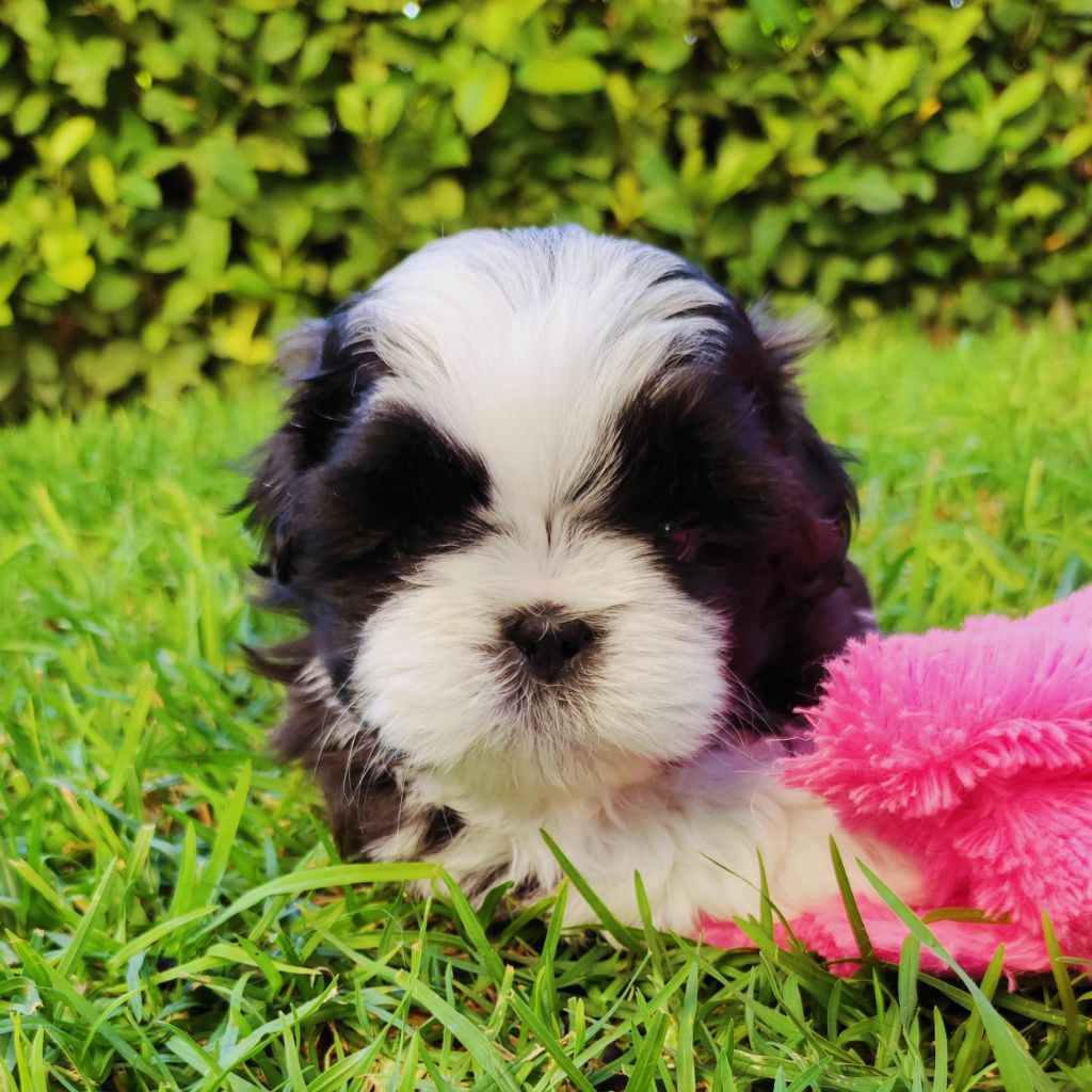 De l'encre de chine - Chiot disponible  - Shih Tzu