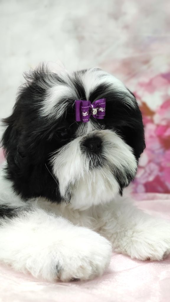 De l'encre de chine - Chiot disponible  - Shih Tzu