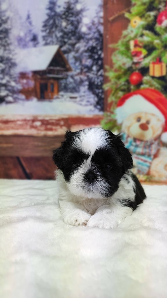 De l'encre de chine - Chiot disponible  - Shih Tzu