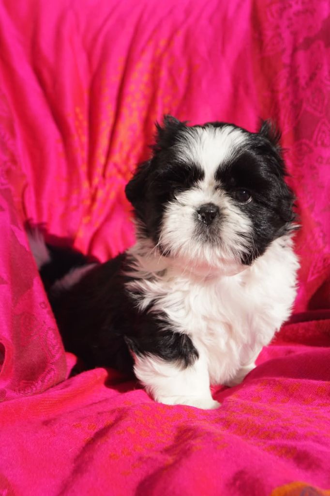 De l'encre de chine - Chiot disponible  - Shih Tzu