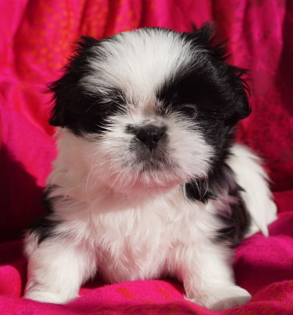 De l'encre de chine - Chiot disponible  - Shih Tzu