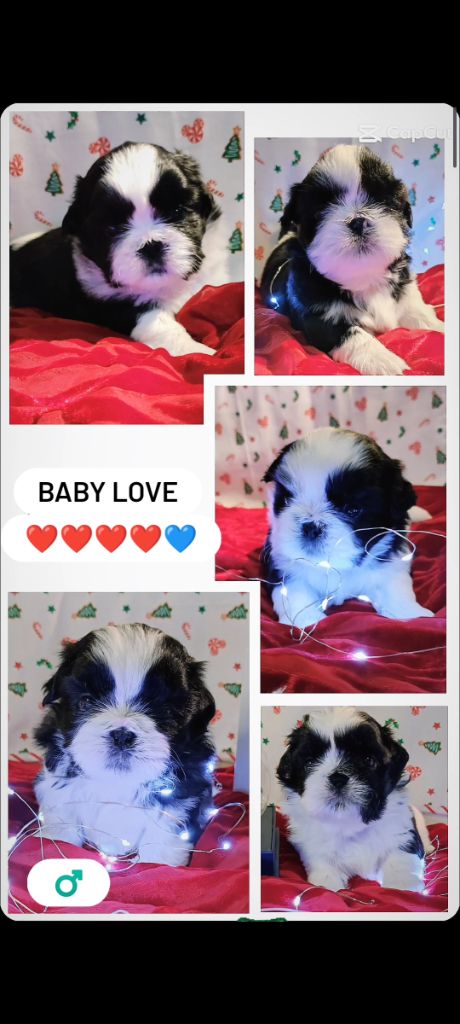 chiot Shih Tzu De l'encre de chine