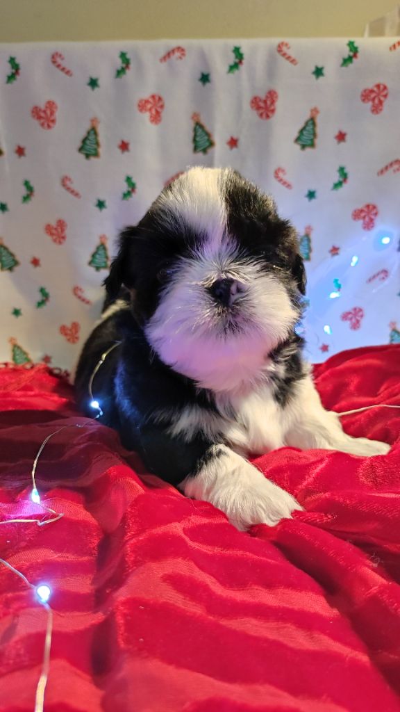 De l'encre de chine - Chiot disponible  - Shih Tzu