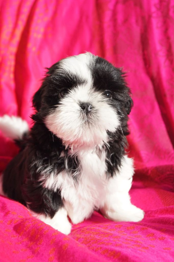 De l'encre de chine - Chiot disponible  - Shih Tzu