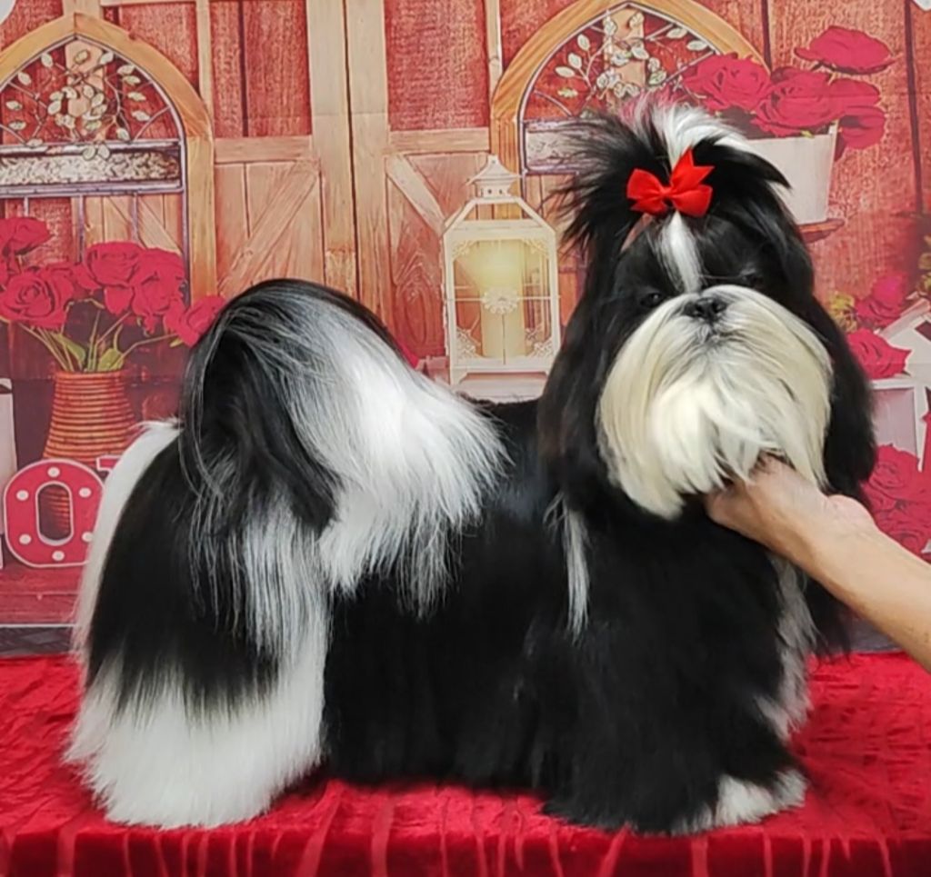 Vogue's new égérie De l'encre de chine