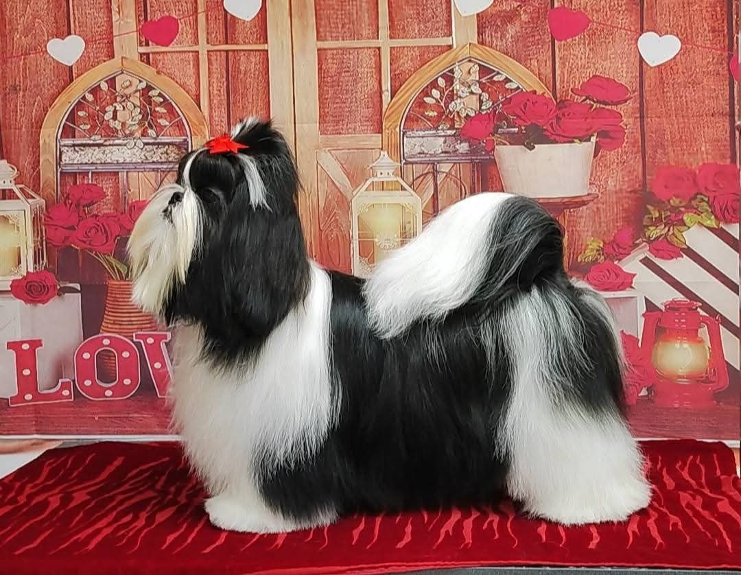 Valkyrie Lily Tchang De l'encre de chine