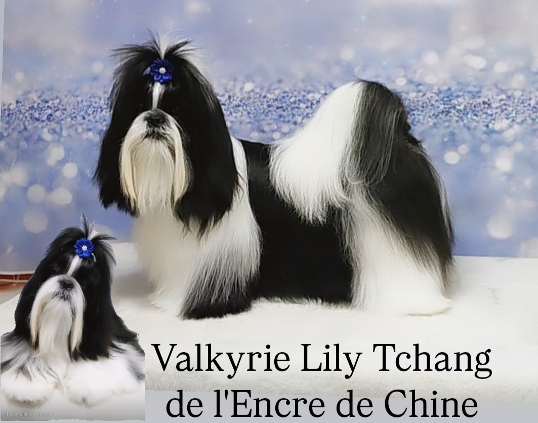 Valkyrie Lily Tchang De l'encre de chine