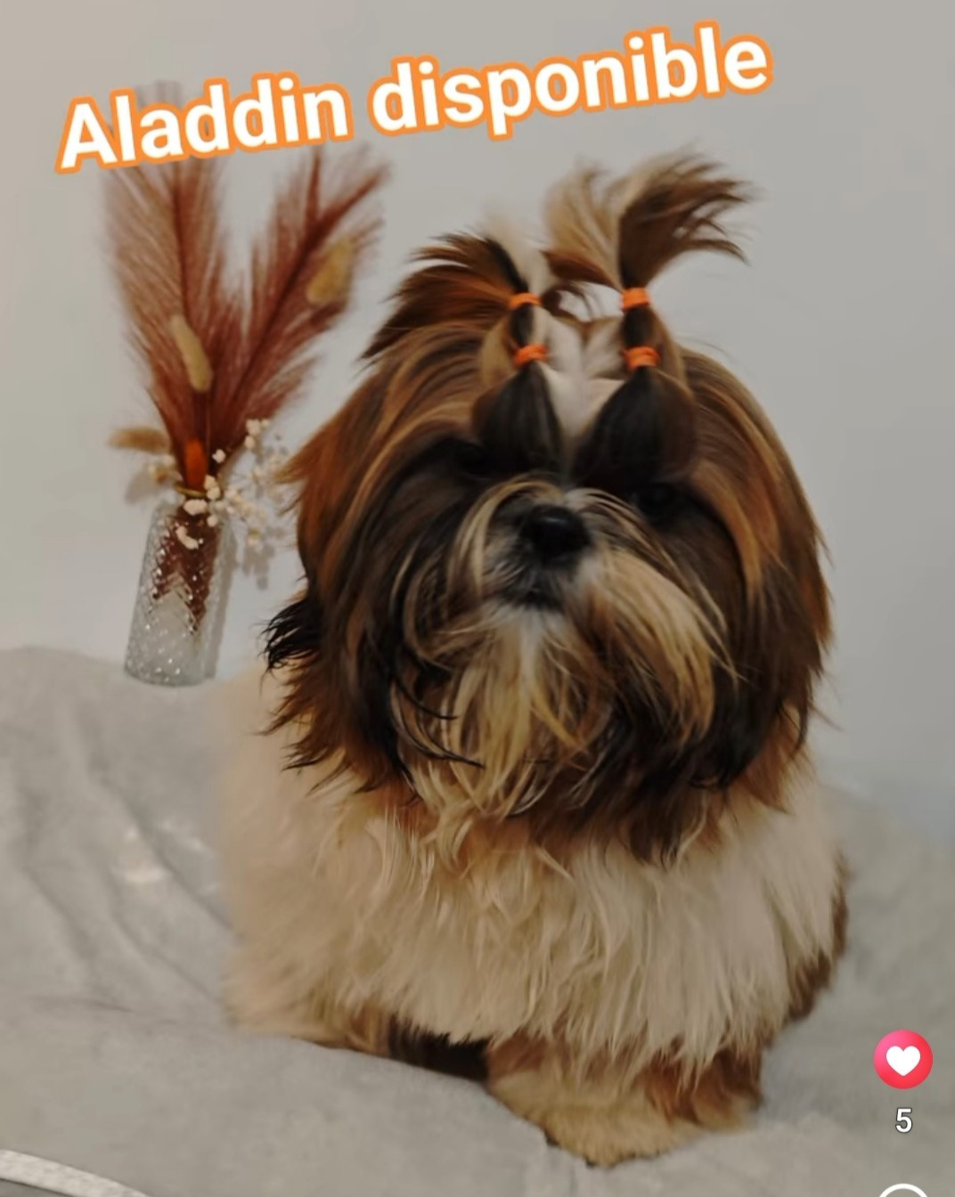 Aladdin Shih-Tzu de 6 mois disponible