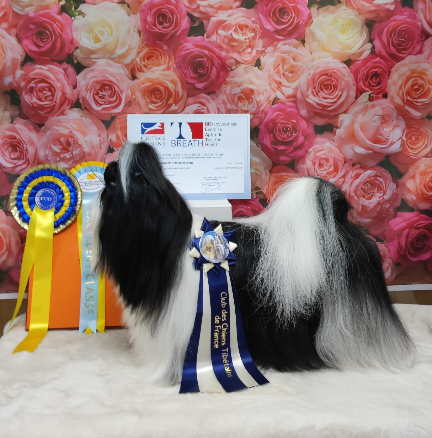 Valkyrie Lily Tchang de l'Encre de Chine