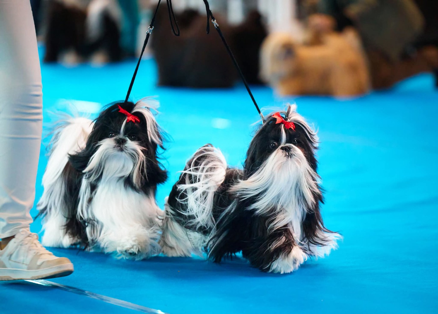 Best in show paire à la Nationale d'élevage 2026