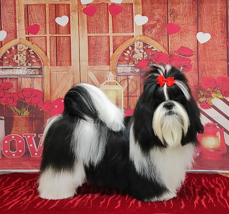 De l'encre de chine - Chiots disponibles - Shih Tzu
